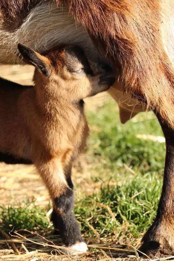 Vakantiehuis Gite A La Ferme En Pleine Nature Frankrijk
